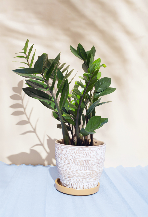 ZZ Plant (Zamioculcas zamiifolia)